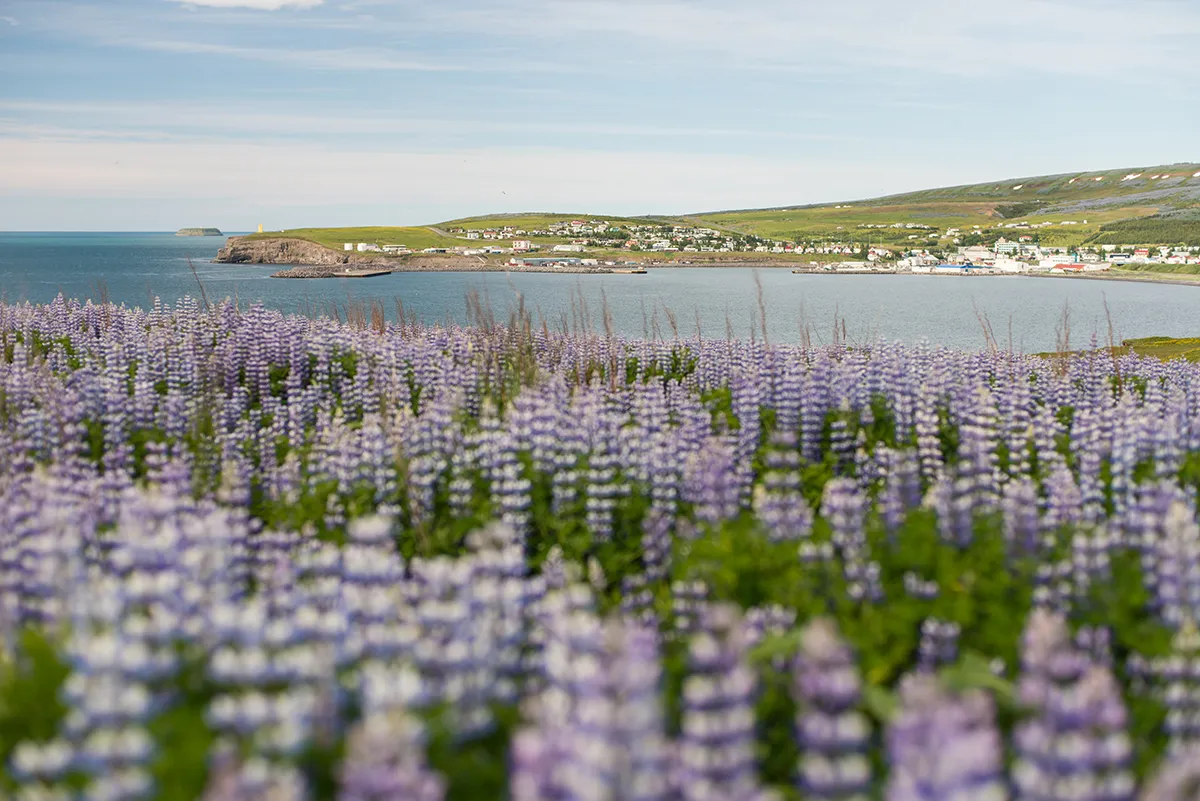 Jouer sur profondeur de champ en photographie de paysage - Avant plan flou, arrière plan net